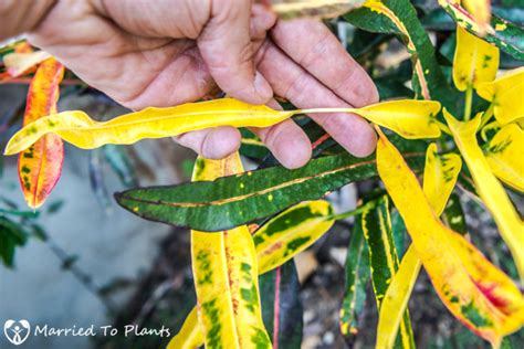 Propagating Crotons from stem cuttings