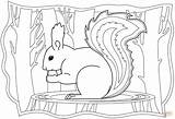 Squirrel coloring page  Free Printable Coloring Pages sketch template