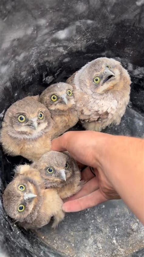 Wildlife Photographer Releases Baby Burrowing Owls Into New Pipe Home