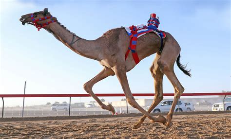 A Brief History of Camel Racing: Dubai’s NASCAR of the Desert | by Alexis James | Oct, 2020 ...