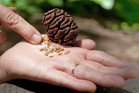 Giant Sequoia Seeds Photograph by Quincy Russell, Mona Lisa Production/science Photo Library ...