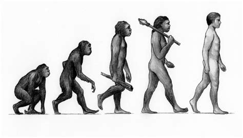 1 'Evolution of Man'. Illustrations such as this depicting the stages... | Download Scientific ...