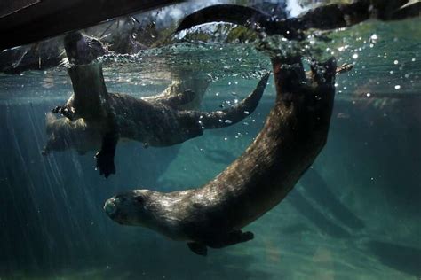 Oakland Zoo's baby river otters make a splash - SFGate