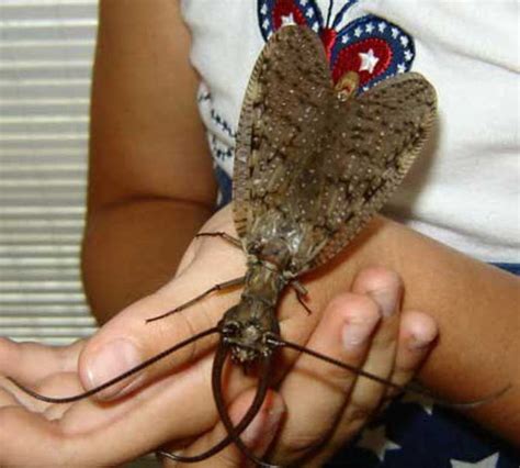 The Dobsonfly - Have You Seen This Thing? | Martinez, CA Patch