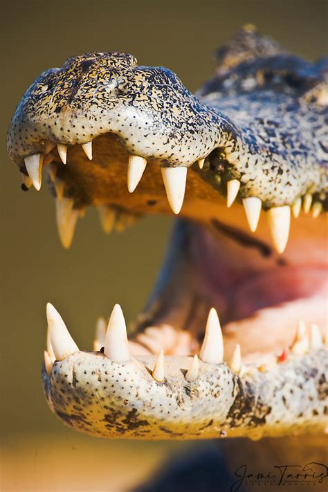 While sunning itself, a caiman with open mouth exposes teeth on the sand bank of the Cuiaba ...