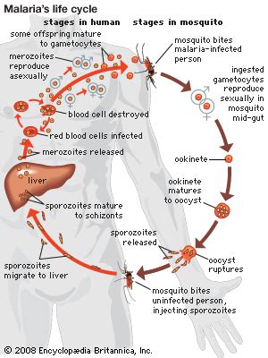 Simple Malaria Life Cycle Diagram