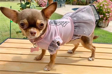 Teacup Chihuahua: The Tiniest Dog With A Huge Backstory