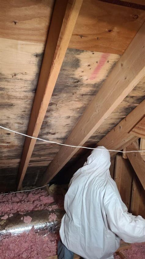 Attic Mold Removal Services Chicago IL | Alliance Restoration