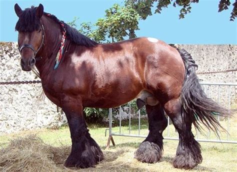 10+ of the World's Most Beautiful Draft Horse Breeds and Heavy Horses | PetHelpful