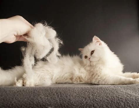 Matted Cat Fur Solutions and Tips for Preventing Future Tangles
