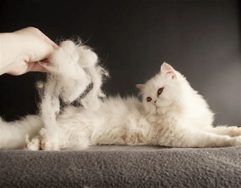 Matted Cat Fur Solutions and Tips for Preventing Future Tangles