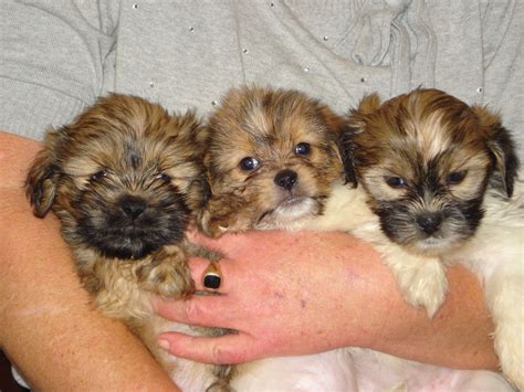 Shih Tzu Pomeranian Mix Puppies For Sale - Pets Lovers