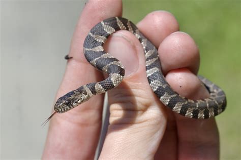 Northern Watersnake in May 2023 by Dimitris Salas. tiny baby, flipped under rock · iNaturalist