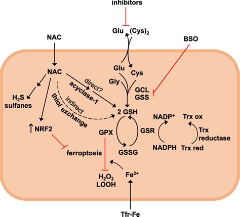 Redox-dependent antioxidant mechanisms of NAC. Intracellular GSH is ...