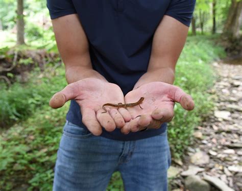 Species Spotlight: Long-tailed Salamander | MBI