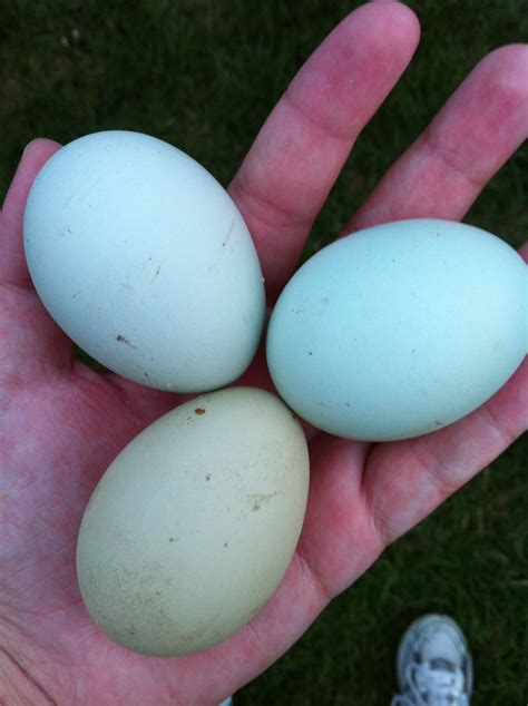 Ameraucana and Easter Egger eggs. I hope a couple of my girls lay eggs ...