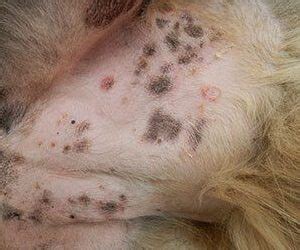 What Does A Skin Infection Look Like On A Dog