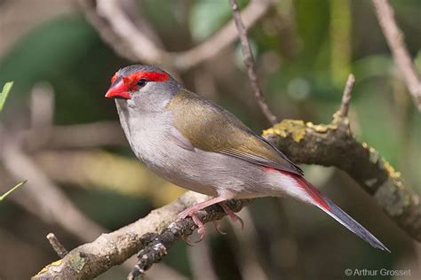 Red-browed Finch (Neochmia temporalis ), distributed from Cape York, Queensland down the eastern ...