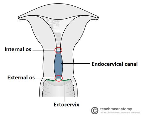 Cervical Ectropion - Causes - Investigations - Management - TeachMeObGyn