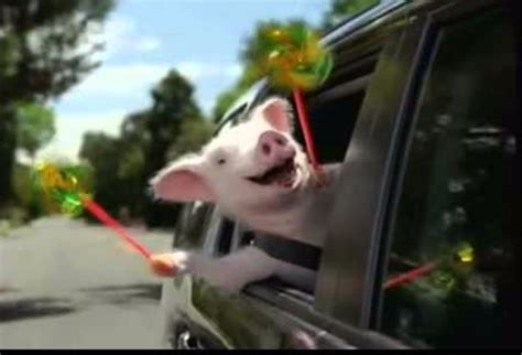 Geico Weeee Pig Blank Template - Imgflip