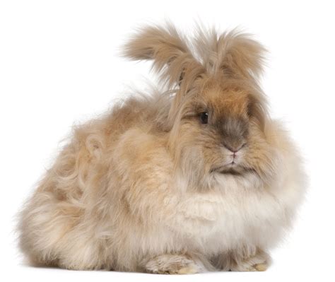 Angora Rabbits 101: Feeding Angora Rabbits Organically | Joybilee® Farm | DIY | Herbs | Gardening