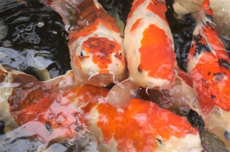 koi fish care Archives - Aquariadise