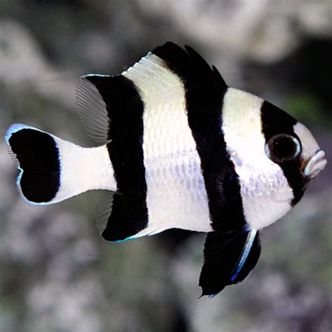 Four Stripe Damselfish: Saltwater Aquarium Fish for Marine Aquariums