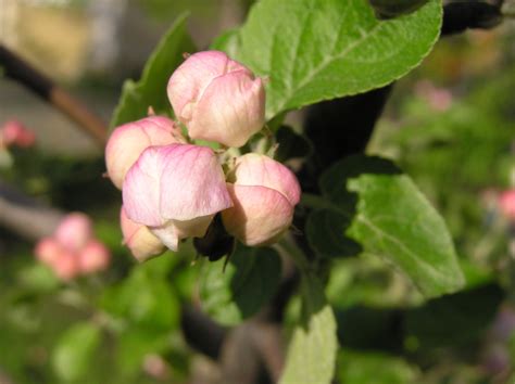 Malus domestica (Suckow) Borkh. | Plants of the World Online | Kew Science