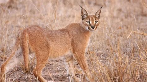 African Caracal Cat - African Safaris Ltd