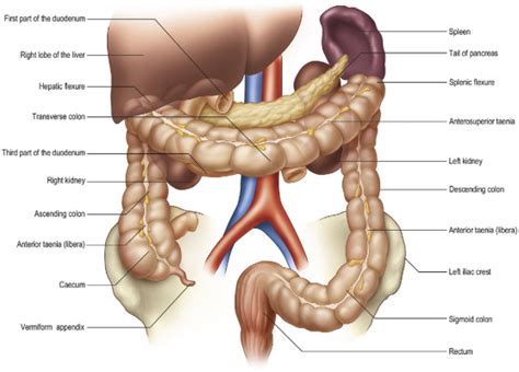 Anatomy of the caecum, appendix and colon - Surgery - Oxford ...