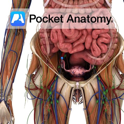 Fimbriae - Pocket Anatomy