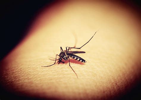 Mosquito Sucking Blood Free Stock Photo - Public Domain Pictures