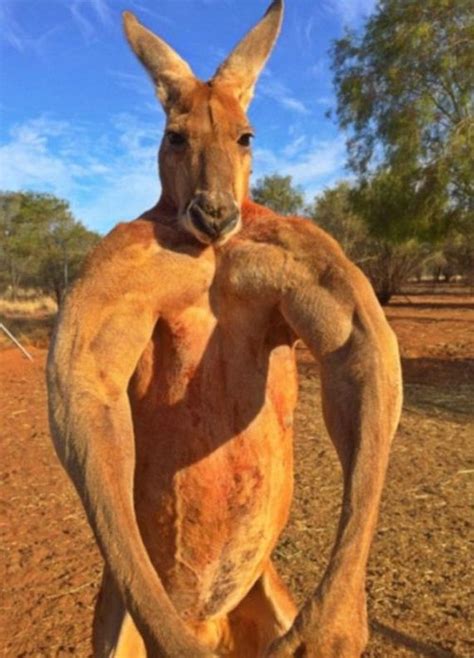 Meet Roger, The Most Muscular Kangaroo On The Planet - Barnorama