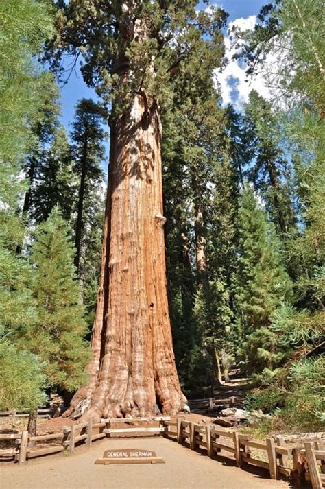 What Is the Worlds Largest Tree | Biggest Tree in World | Live Science