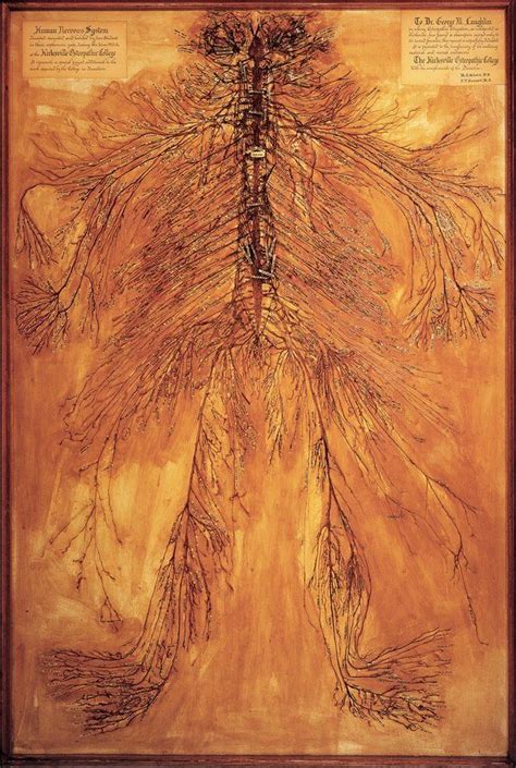 Here's What You'd Look Like As Just a Nervous System Ayurveda, Kirksville Missouri, Human ...