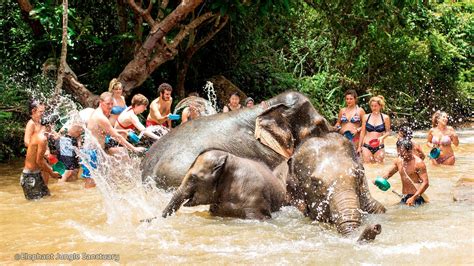 Elephant Jungle Sanctuary Chiang Mai - Ethical Elephant Attraction in Chiang Mai | Elephant ...