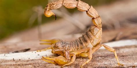 Scorpion Stings: Prevention, Symptoms and Treatment