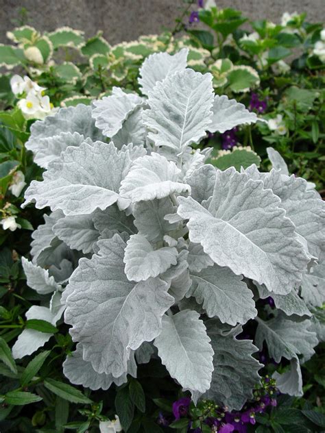 Dusty Miller | Oelschig Nursery | Dusty miller, White gardens, Live plants