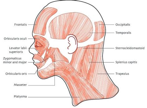 33 Label The Muscles Of The Head And Neck - Labels Design Ideas 2020