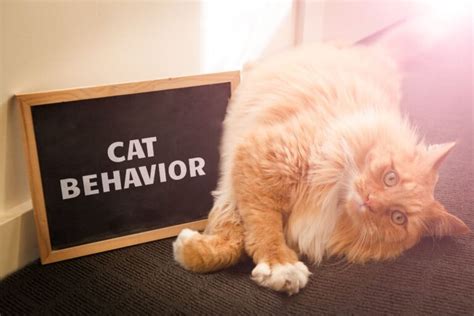 25 Typical Cat Behaviors Explained - That Cuddly Cat