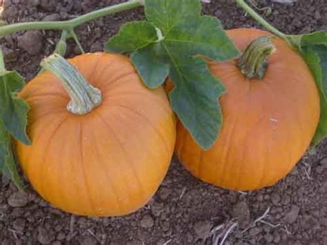 Sugar Pie Pumpkin Seeds | Heirloom | Tim's Tomatoes