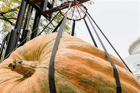 The World's Largest Pumpkins Are Making Their Way To NYBG