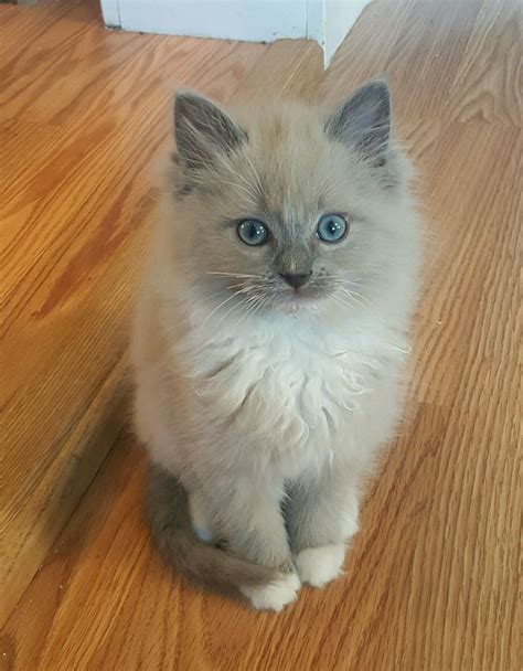 Ragdoll Mitted Blue Point | bce.snack.com.cy