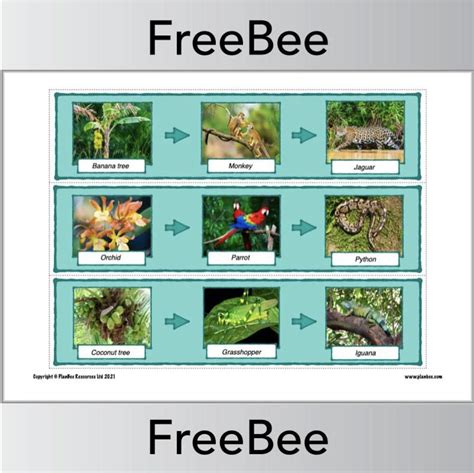 Rainforest Food Chains KS2 Display Cards in 2021 | Display cards, Food chains ks2, Rainforest ...