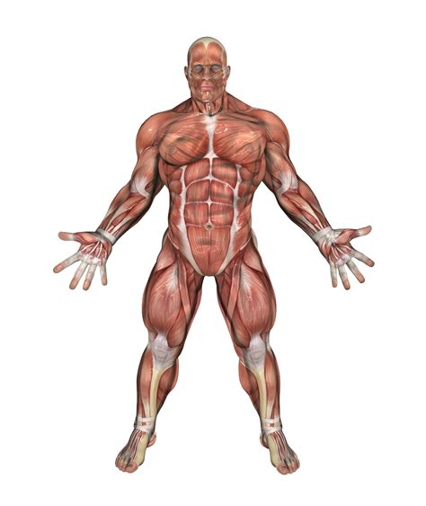 Muscle Man 2 Free Stock Photo - Public Domain Pictures