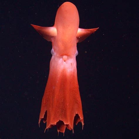 - A rare cirrate octopus (Cirroteuthis Mueller) seen at 2100 meters ...