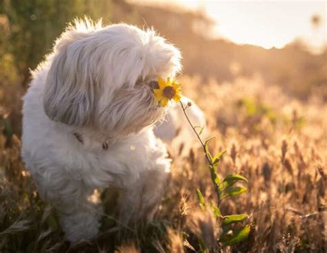 Are Sunflowers Toxic to Dogs? Are Sunflowers Poisonous to Dogs? [Answered]