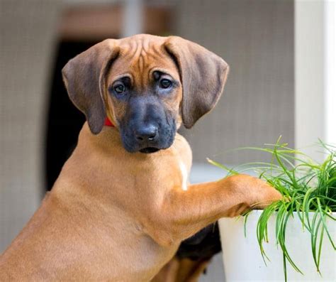 Rhodesian Ridgeback Puppies For Sale - Find Your Perfect Puppy - Dog Adoption Central