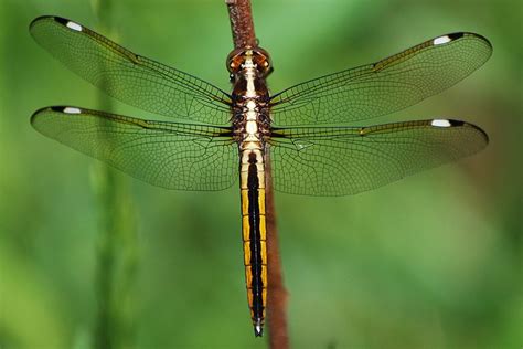 Libellulidae - Common Skimmers | Wildlife Journal Junior