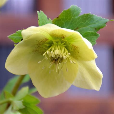 Yellow Jubilee Hellebore - Buchanan's Native Plants